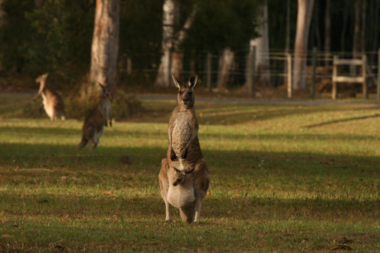 Lake Weyba Noosa Lodge & Kangaroos Peregian Beach Exterior foto