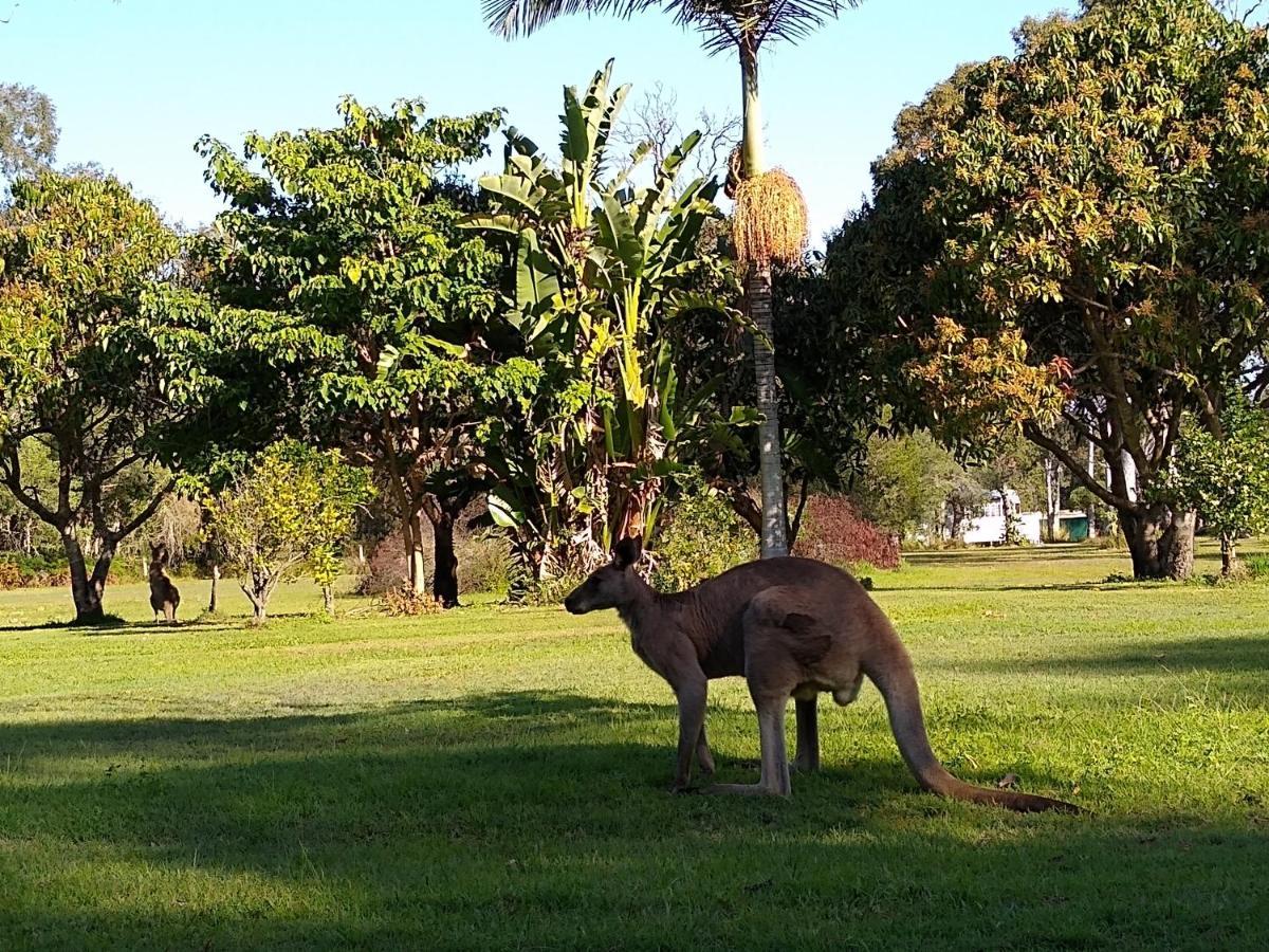 Lake Weyba Noosa Lodge & Kangaroos Peregian Beach Exterior foto